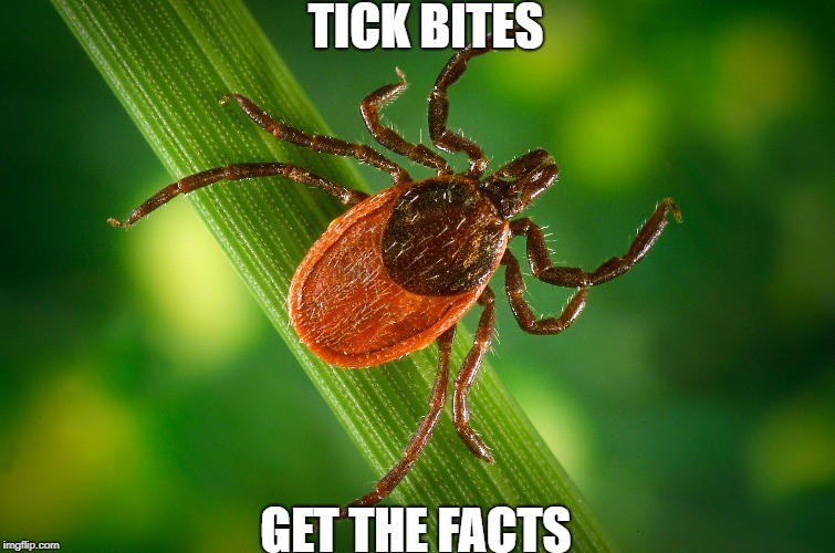 size of deer ticks summer nature prevention bite spring safety tips